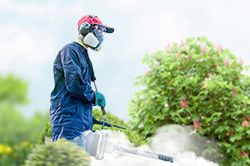 Обработка сада от паразитов - необходимые меры и их регулярность  в Костроме