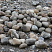 Kamenclub.ru: Речной валун (Ассорти) фр.100-300 мм.  купить в Костроме галечник серый, темно-серый, светло-серый речная галька крупных размеров 4200 руб/т   фото КАМЕНЬ КЛУБ