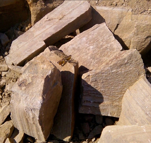 Kamenclub.ru: Песчаник пластушка желтый с рисунком (7-15 см)  купить в Костроме плитняк - пластушка - бут желтый песчаник 10200 руб/м3   фото КАМЕНЬ КЛУБ