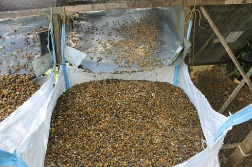 Kamenclub.ru: Галька окат (серо-желтая) фр.10-20 мм. купить  в Костроме галька серо-желтая, рыжая, серый речная окатанная округлая галька 5000 руб/т   фото КАМЕНЬ КЛУБ