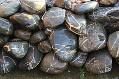 Kamenclub.ru: Валунчик Паутинник фр.100-300 мм  купить в Костроме крупный природный камень галечник темно-серый с прожилками белый черный речной валунчик 5000 руб/т   фото КАМЕНЬ КЛУБ