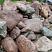Kamenclub.ru: Конгломераты фр. 300-1000 мм.  купить в Костроме кварц мрамор диабаз коричневый, серый зеленоватый речной валун крупный 6500 руб/т   фото КАМЕНЬ КЛУБ
