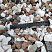 Kamenclub.ru: Мраморная крошка (щебень крошка микс : белый-черный-розовый) фр. 20-40 мм.  купить в Костроме мрамор белый, черный, розовый декоративная ландшафтная крошка 12000 руб/т   фото КАМЕНЬ КЛУБ