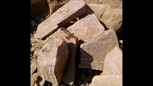 Kamenclub.ru: Песчаник пластушка желтый с рисунком (4-6 см)  купить в Костроме плитняк пластушка желтый с рисунком песчаник 9 000 руб/м3   фото КАМЕНЬ КЛУБ