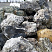 Kamenclub.ru: Черный гранит - кварцит фр. 500-1000 мм.  купить в Костроме гранит кварцит черный серый белый скальный колотый валун 9750 руб/т   фото КАМЕНЬ КЛУБ