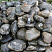 Kamenclub.ru: Валунчик Паутинник фр.100-300 мм  купить в Костроме крупный природный камень галечник темно-серый с прожилками белый черный речной валунчик 5000 руб/т   фото КАМЕНЬ КЛУБ