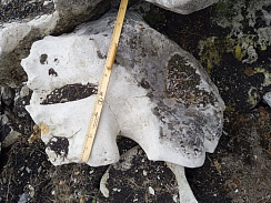 Kamenclub.ru: Выветренный известняк со мхом фр. 100-500 мм.  купить в Костроме известняк серый белый зеленый валун известняковый крупный 10000 руб/т   фото КАМЕНЬ КЛУБ