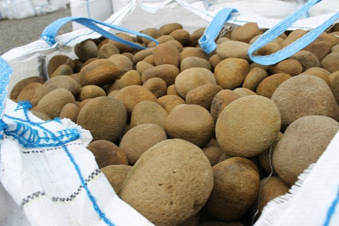 Kamenclub.ru: Песчаник ядра, фр. 100-300 мм  купить в Костроме песчаник бежевый серый рыжий речная галька 5 000 руб/т   фото КАМЕНЬ КЛУБ