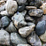 Kamenclub.ru: Речной валун Кабанчик фр.300-500 мм.  купить в Костроме крупный природный камень галька серый, темно-серый речной валун галечник масштабный 7000 руб/т   фото КАМЕНЬ КЛУБ