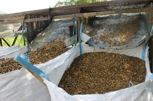 Kamenclub.ru: Галька окат (серо-желтая) фр.10-20 мм. купить  в Костроме галька серо-желтая, рыжая, серый речная окатанная округлая галька 5000 руб/т   фото КАМЕНЬ КЛУБ