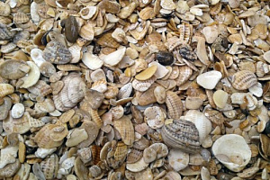 Морская ракушка фр. 5-20 мм  купить в Костроме фото Камень Клуб