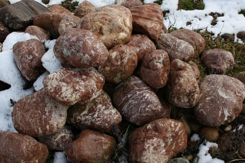 Kamenclub.ru: Розовый валунчик фр.100-300 мм.  купить в Костроме крупный природный камень розовый, серый молочный красный речной галечник природный 7850 руб/т   фото КАМЕНЬ КЛУБ